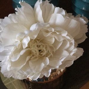 Meet your Posher, Lilly